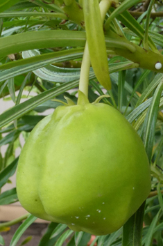 Yellow Oleander