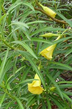 Yellow Oleander