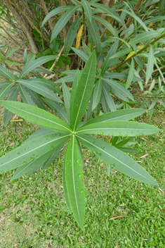 Common Oleander