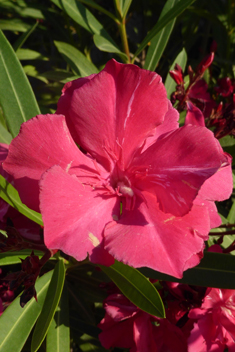 Common Oleander