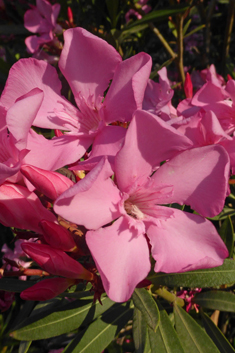 Common Oleander