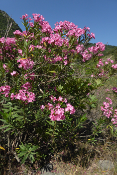 Common Oleander