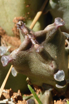 Burchard's Carrionflower