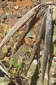 Burchard's Carrionflower