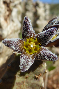 Burchard's Carrionflower