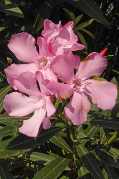 Common Oleander