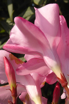 Common Oleander