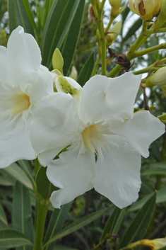 Common Oleander