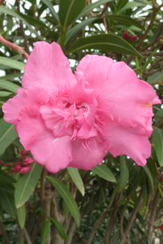 Common Oleander