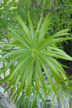 Yellow Oleander