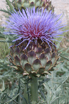 Cardoon