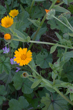 Field Marigold