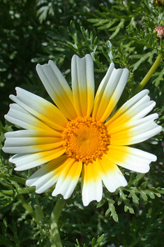 Crown Daisy