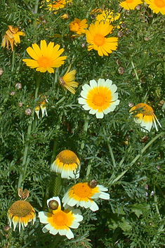 Crown Daisy