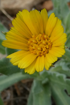 Field Marigold