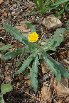 Field Marigold