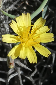 Shrubby Sow-thistle