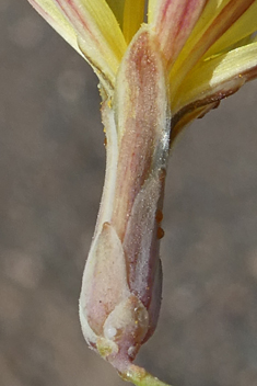 Shrubby Sow-thistle