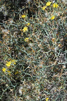 Shrubby Sow-thistle