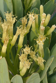 Canary Islands Candleplant