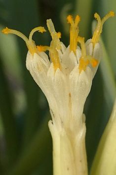 Canary Islands Candleplant