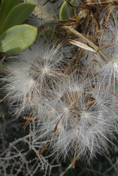 Canary Islands Candleplant