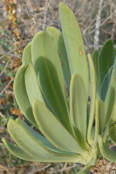 Canary Islands Candleplant