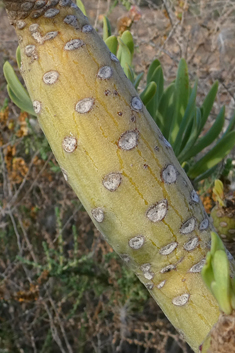 Canary Islands Candleplant