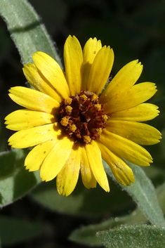 Three-winged Marigold