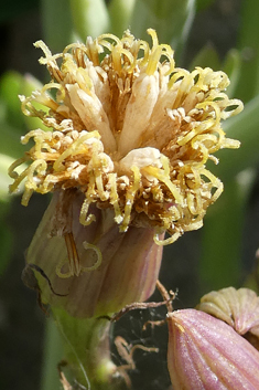 Kleinia anteuphorbium