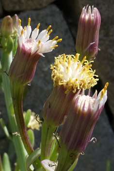 Kleinia anteuphorbium