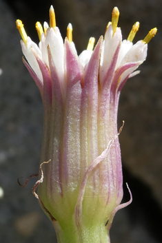 Kleinia anteuphorbium