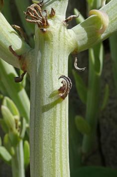 Kleinia anteuphorbium