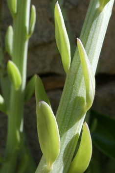 Kleinia anteuphorbium