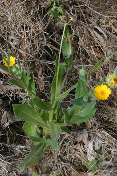 Three-winged Marigold