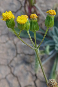 Senecio massaicus