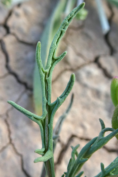 Senecio massaicus