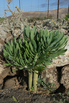 Canary Islands Candleplant