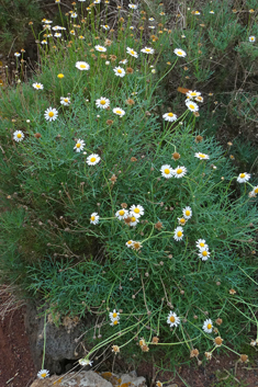 Canary Islands Marguerite