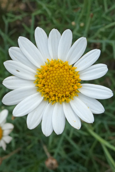 Canary Islands Marguerite