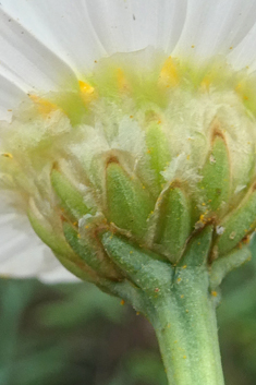 Canary Islands Marguerite