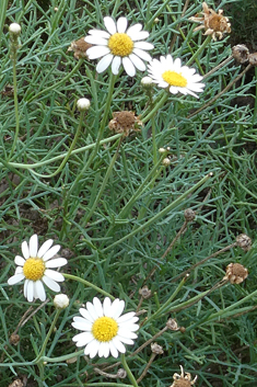 Canary Islands Marguerite