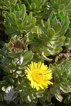 Fuerteventura Sea-daisy