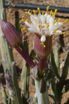 Kleinia anteuphorbium