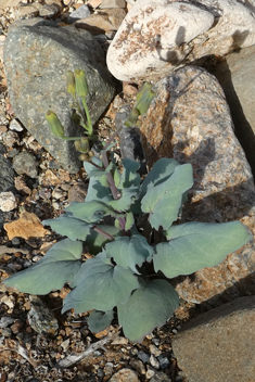 Senecio flavus