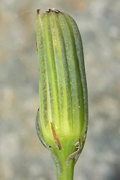 Senecio flavus