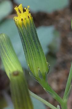 Senecio flavus