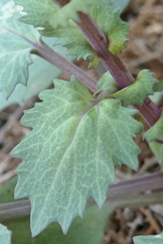 Senecio flavus