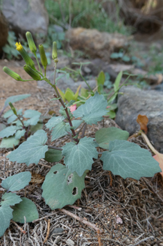 Senecio flavus