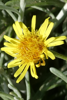 Burchard's Fleabane